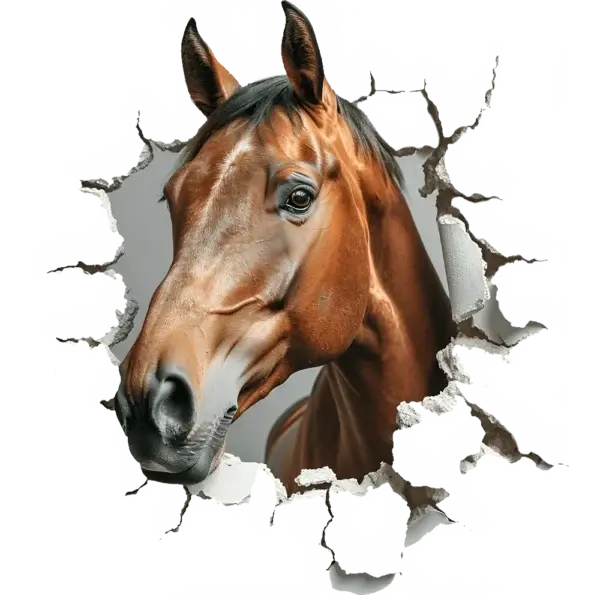 Equestrian Web Design